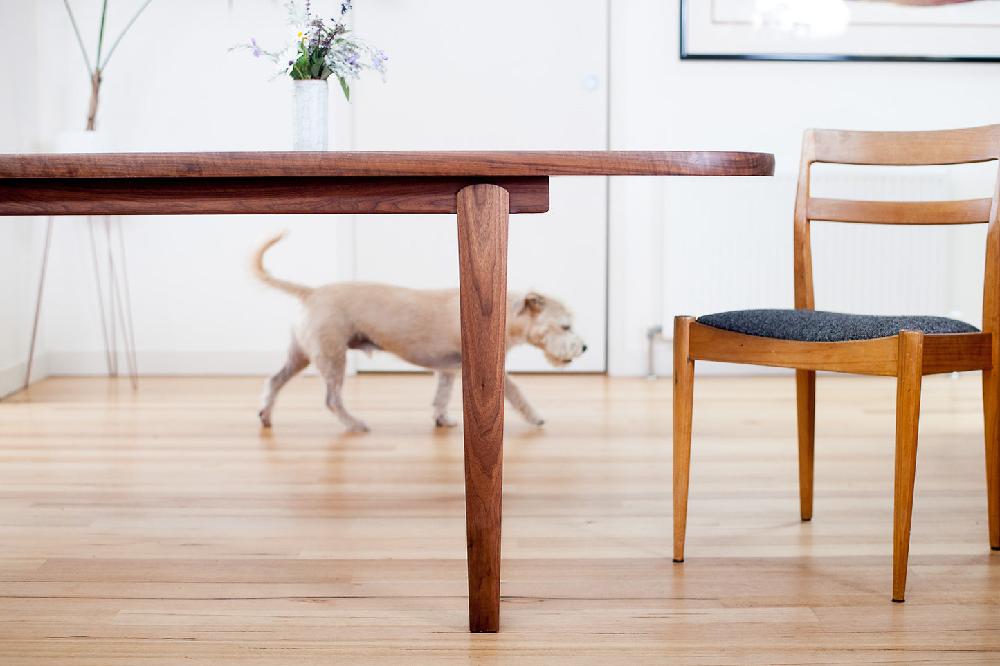Wesley Dining Table in Walnut with dining chair and dog walking in background - front view. Designed and made by Hey, Porter.